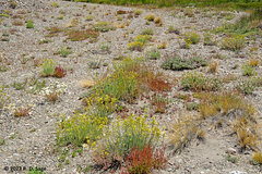 Senecio bracteolatus