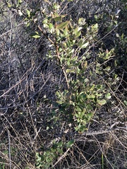 Garrya elliptica
