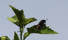 Pygodasis ephippium ephippium