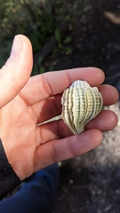 Trophon geversianus