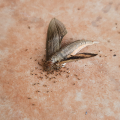 Sphingidae