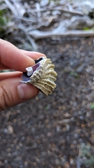 Trophon geversianus
