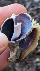 Trophon geversianus