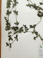 Lysimachia arvensis caerulea