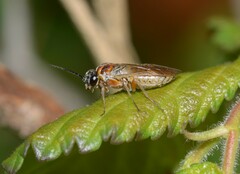 Periclista albida
