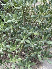 Sedum praealtum