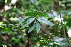 Pometia pinnata