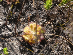 Drosera esterhuyseniae