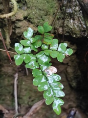 Adiantum flabellulatum