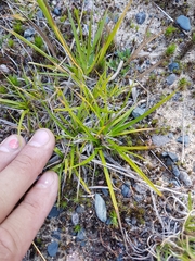 Carex tonsa rugosperma