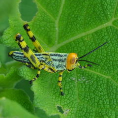 Zoniopoda tarsata