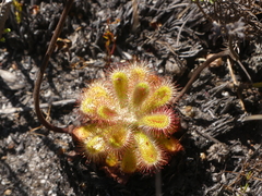 Drosera esterhuyseniae
