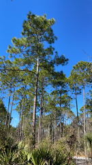 Pinus elliottii