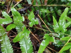 Lygodium japonicum