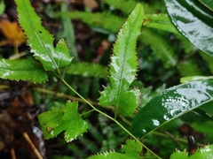 Lygodium japonicum