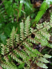 Dryopteris bissetiana