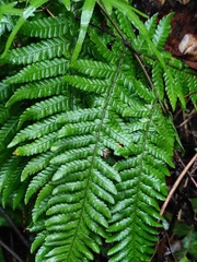 Dryopteris bissetiana