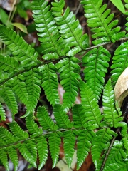 Dryopteris bissetiana