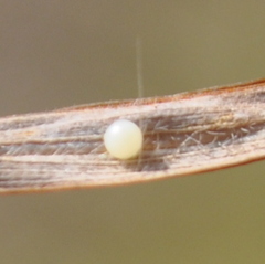 Hylephila phyleus