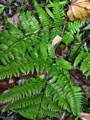 Dryopteris bissetiana