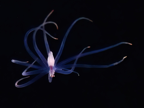 North Sea Tube Anemone, Saltstraumen, Норвегия, photo 2 of 10