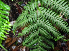 Alsophila spinulosa