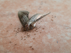 Sphingidae