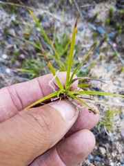 Carex tonsa rugosperma