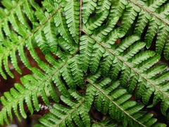 Alsophila spinulosa