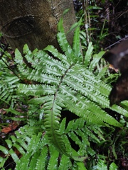 Cyclosorus interruptus