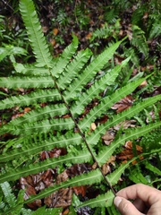 Cyclosorus interruptus