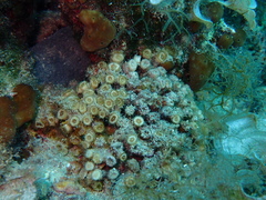 Cladocora caespitosa