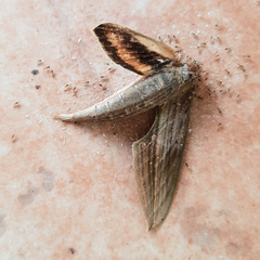 Sphingidae