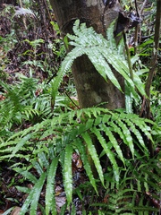 Cyclosorus interruptus