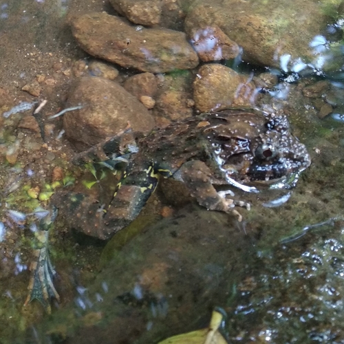 Dubois' Hill Frog, Minervarya keralensis