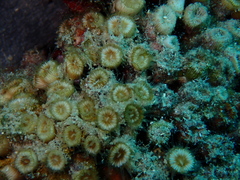 Cladocora caespitosa