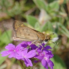 Hylephila phyleus