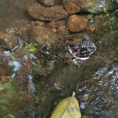 Minervarya keralensis