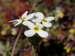 Androsace obtusifolia