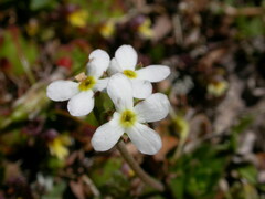 Androsace obtusifolia