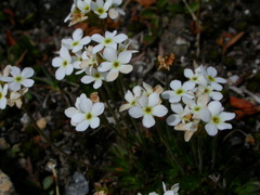 Androsace obtusifolia