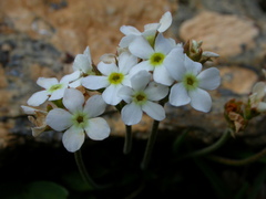 Androsace obtusifolia