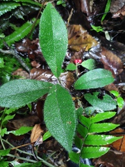 Ardisia mamillata
