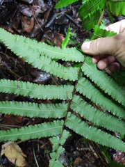 Cyclosorus interruptus