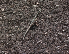 Tropidurus semitaeniatus