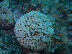 Cladocora caespitosa