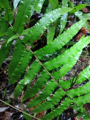 Cyclosorus interruptus