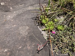 Craterostigma wilmsii