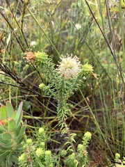 Campylostachys cernua