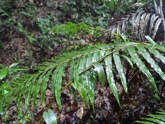 Blechnum orientale